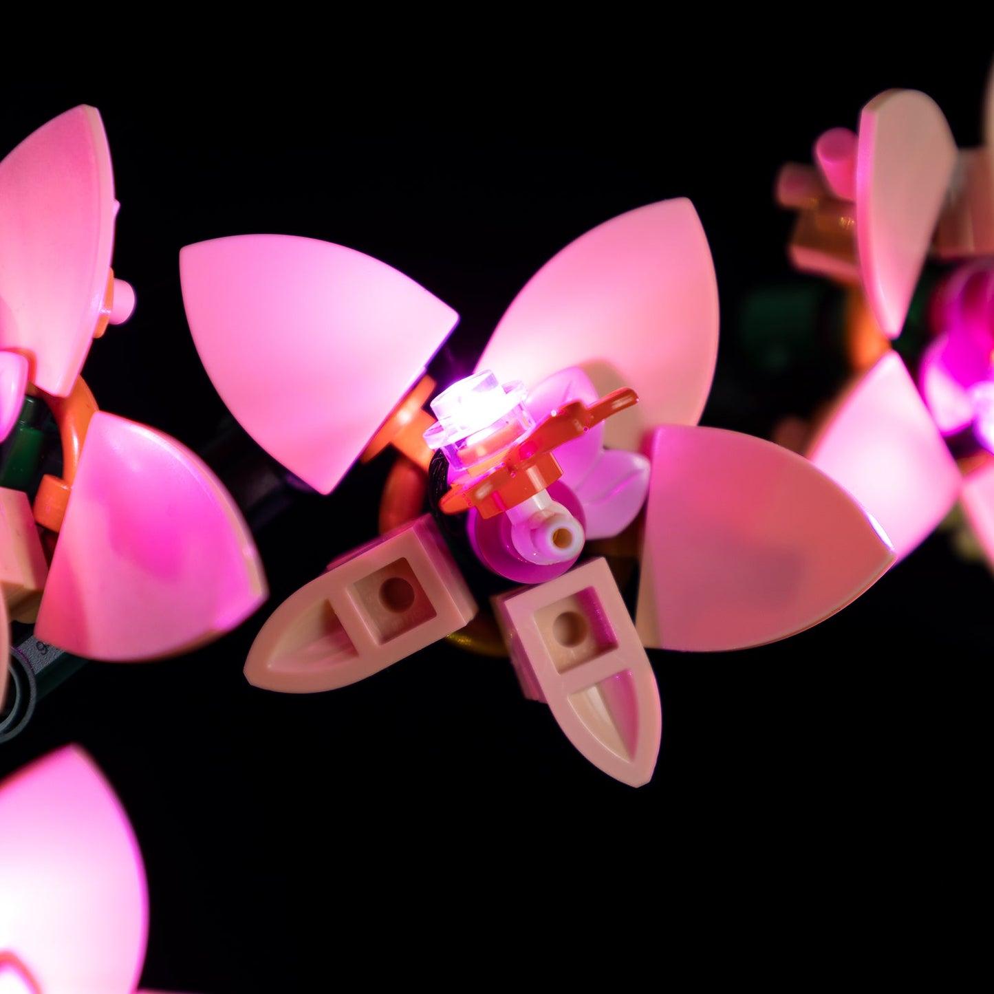 Orchid 10343 - Image 6