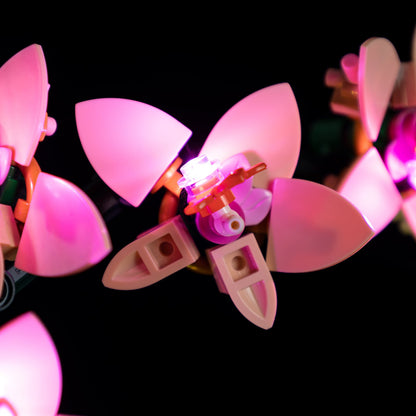 Orchid 10343 - Image 6