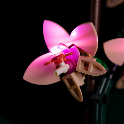 Orchid 10343 - Image 7