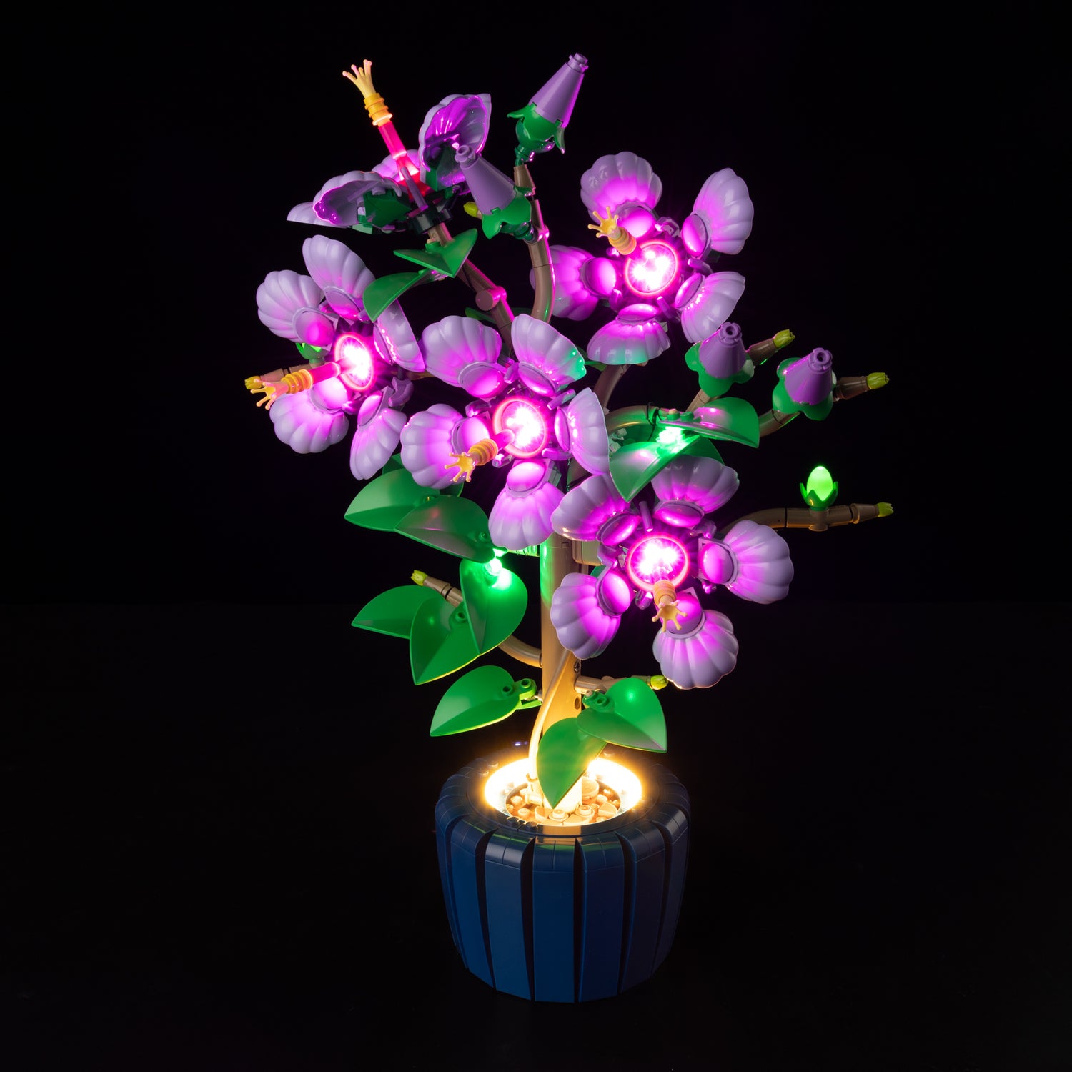 10372-Hibiscus-Light2.jpg